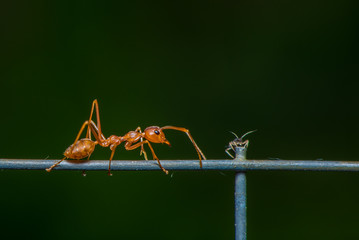 The leafcutter ant walk on the wire.