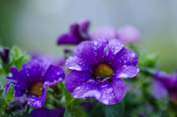 Blumen im Frühling im Garten.