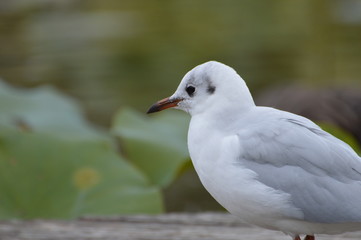 mouette