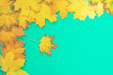 Naklejka na ściany i meble Turquoise background with yellow leaves