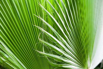 Chamaerops Humilis plant - beautiful details and texture in botanical garden