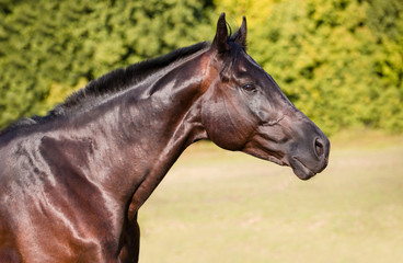 Obraz premium Dark brown horse portrait on green nature background