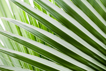 Chamaerops Humilis plant - beautiful details and texture in botanical garden