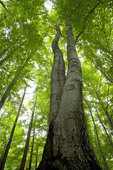 Forest beech tree trunk green  - obrazy, fototapety, plakaty