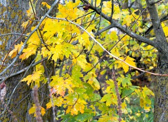Bright autumn leaves