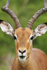 Impala, Aepyceros melampus, Kruger National Park, South Africa