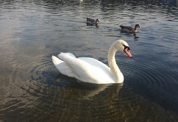 Swan enjoys swimming
