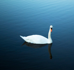 Swan