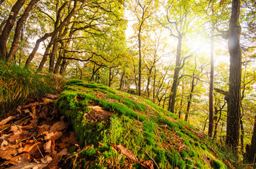 Verträumte Herbstlandschaft im Wald genießen, Glück, Freude, Meditation: Weicher Waldboden, sanftes Licht, Blätter, Bäume, Moos grünes und gelbes Laub :)
