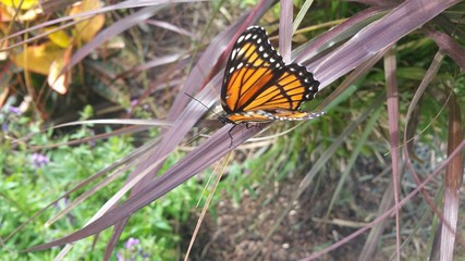 Monach butterfly on blade of red grass