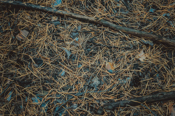 Great background texture of red fir needles