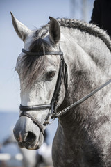 Detail of the head of a purebred Spanish horse