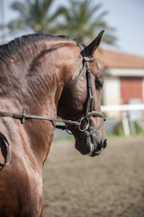 Detail of the head of a purebred Spanish horse