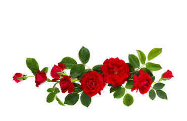 Obraz premium Red roses (shrub rose) on a white background with space for text. Top view. Flat lay.