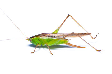 The grasshopper isolated on the white background.