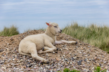 Fototapeta premium Liegendes Lamm auf Kieshaufen auf Sylt