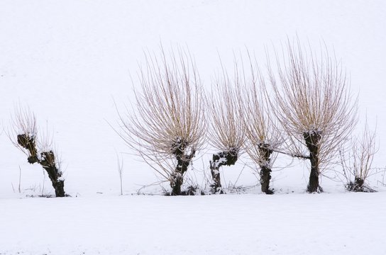 Quatre et un arbres dans la neige