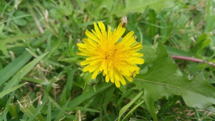 Dandelion with small insects on petals