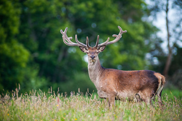 Naklejka na ściany i meble Large Red stag deer in the tall grass of Killarney national park