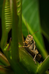 The grasshopper sit on the leaf.