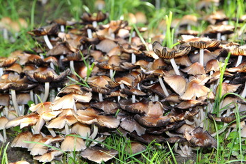 Heimischer Garten