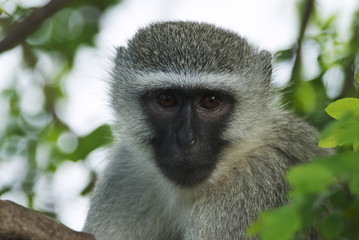Vervet Monkey, Chlorocebus pygerythrus, Kruger National Park, South Africa