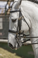 Detail of the head of a purebred Spanish horse