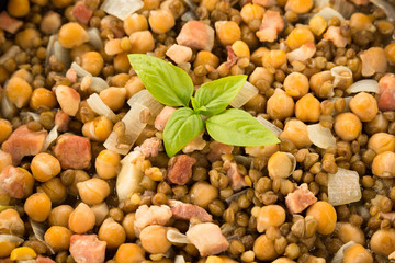 Zuppa ci ceci, lenticchie, cipolla e bacon 
