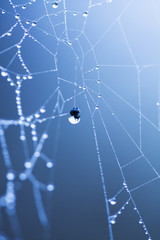 Abstract composition with water drops, spiderwebs and bokeh