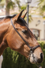 Fototapeta premium Detail of the head of a purebred Spanish horse