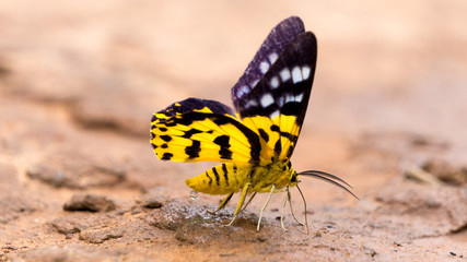 Fototapeta na wymiar Close up butterfly. Called 