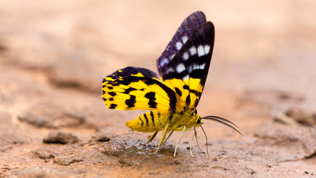 Close up butterfly. Called "Dysphania militaris linnaeus".