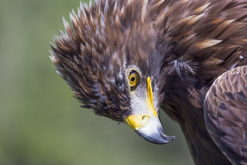 Golden Eagle