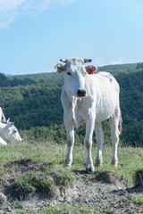 Fototapeta premium Mucca bianca al pascolo