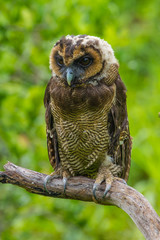 Asian Brown Wood Owl