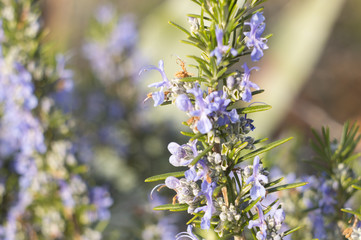 Rosemary (Rosmarinus officinalis)