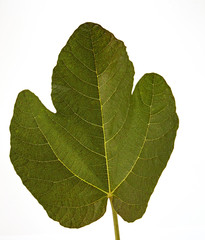 fig tree leaf