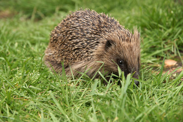 Wild European hedgehog in a garden setting