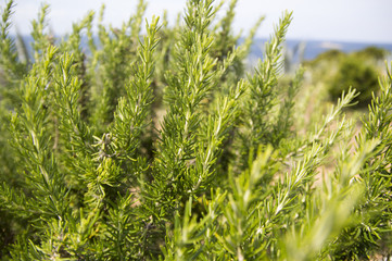 Rosemary (Rosmarinus officinalis)