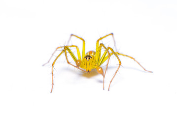 The jumping spider isolated on the white background.