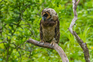 Asian Brown Wood Owl