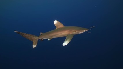 A oceanic whitetip (Longimanus) in the Red Sea.