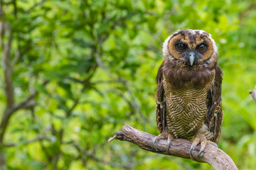 Asian Brown Wood Owl