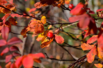 Autumn Berry
