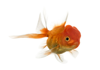 Lion's head goldfish swimming isolated on white