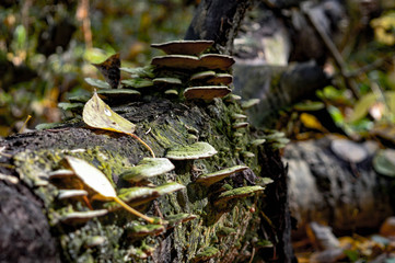 Fall Fungi