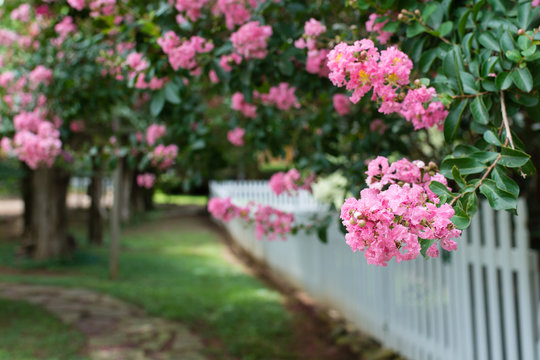 Pink Crepe Myrtles near a picket fence.