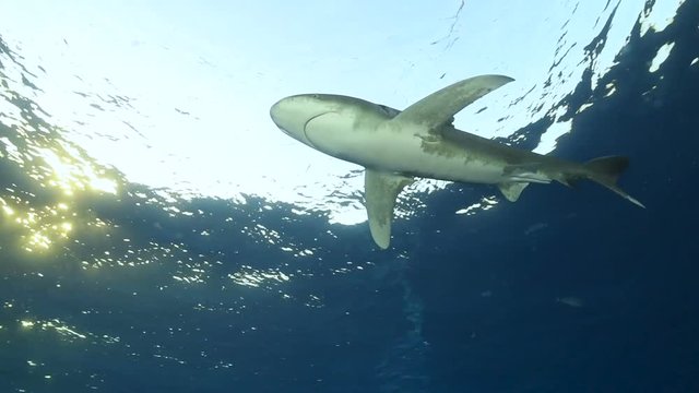 A oceanic whitetip (Longimanus) in the Red Sea.