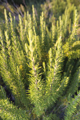 Rosemary (Rosmarinus officinalis)