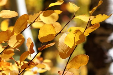 Fall